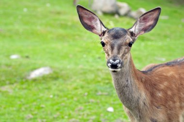 bir ormandaki küçük geyik
