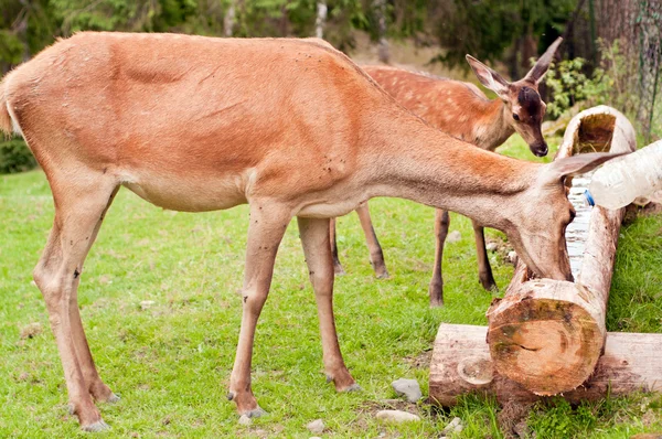 Deer drinking — Stock Photo, Image