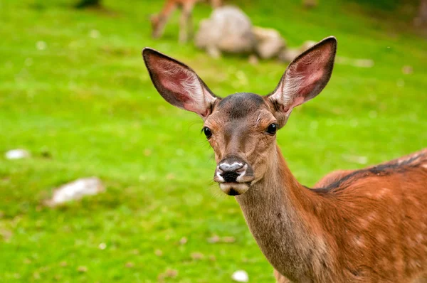 Small deer in a forest — Stock Photo, Image