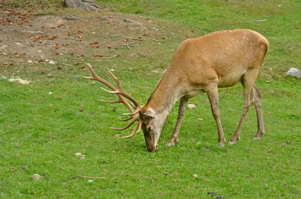 Veado macho no prado — Fotografia de Stock