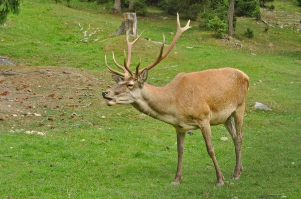 Samec jelenů na louce — Stock fotografie