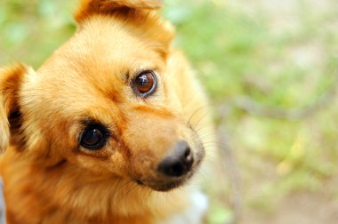 küçük kırmızı köpek yavrusu