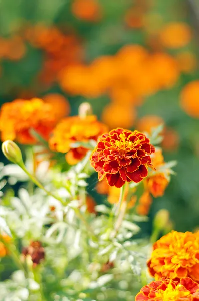 Marigolds nos canteiros ao ar livre — Fotografia de Stock