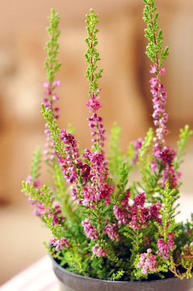 Vackra lila Ljung i en kruka — Stockfoto
