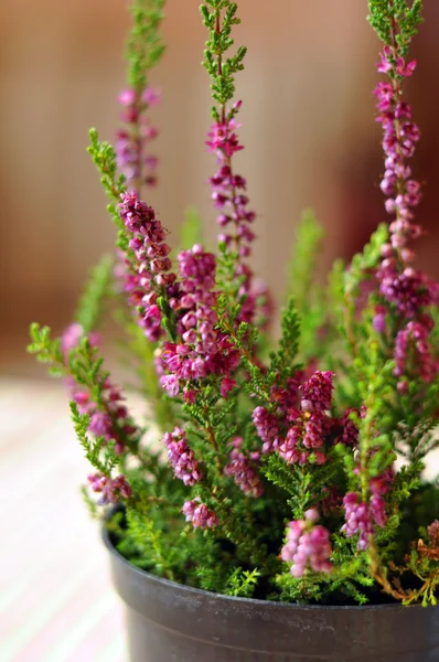 Beautiful purple heather in a pot — Stock Photo, Image