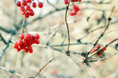 Kış Rowan şubeleri