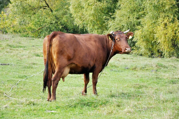 Vaca em um prado gramado — Fotografia de Stock