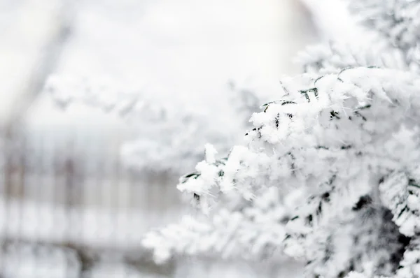 Snow-covered tree branches — Stock Photo, Image