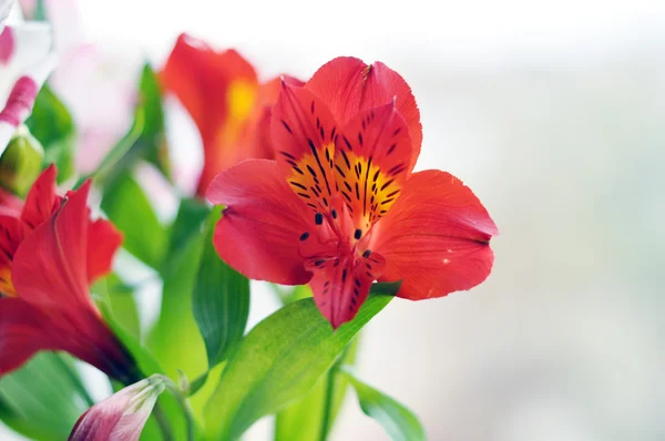 Buquê de alstromeria — Fotografia de Stock