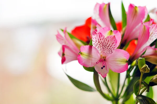 Ramo de alstromeria — Foto de Stock