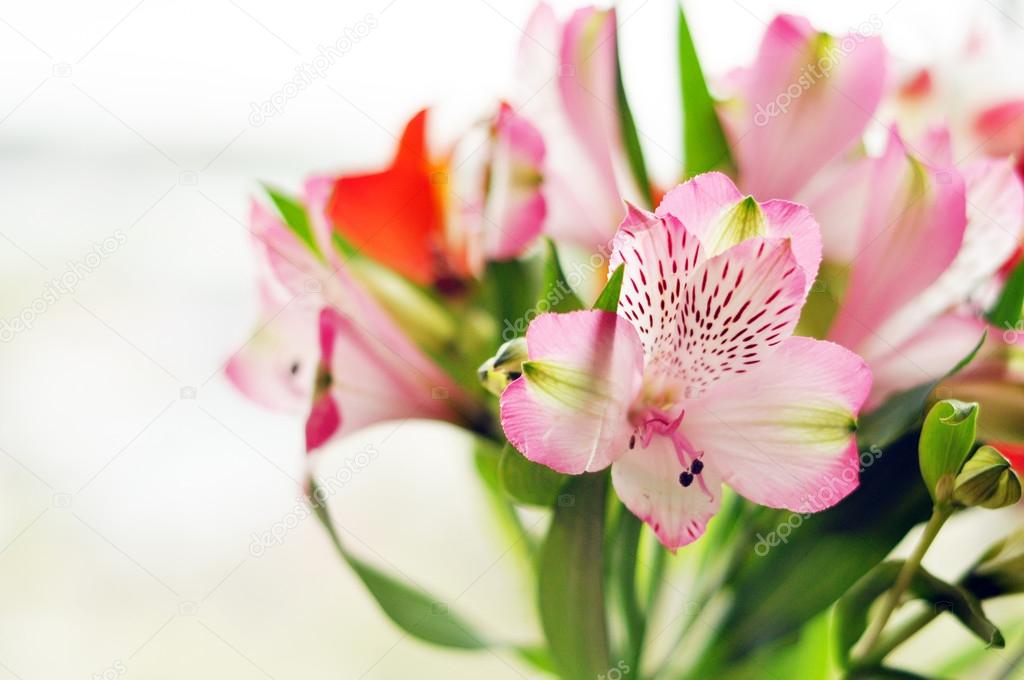 Bouquet of alstromeria