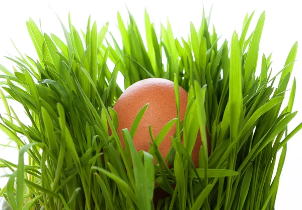 Easter egg — Stock Photo, Image