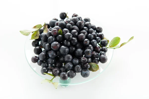 Blaubeeren — Stockfoto