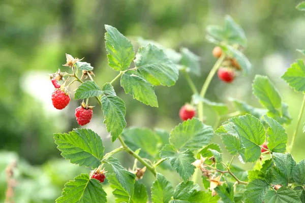 Ruspberry