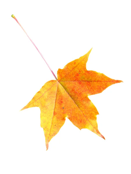 Akçaağaç yaprağı beyaz üzerine izole