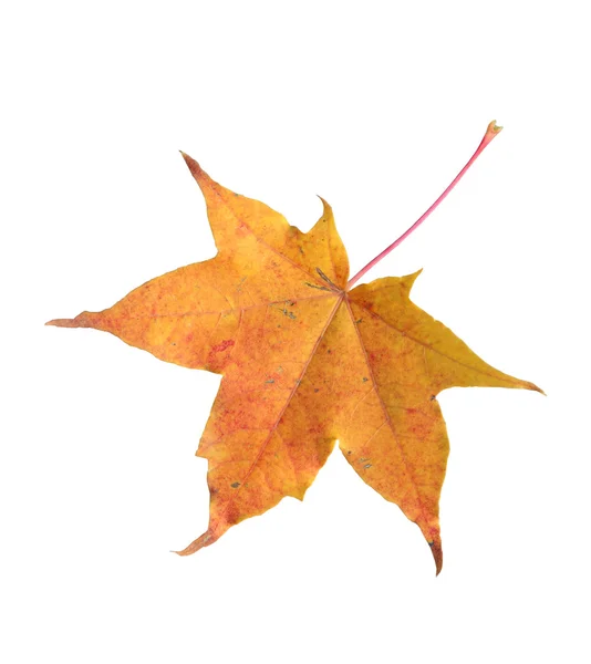 Akçaağaç yaprağı beyaz üzerine izole