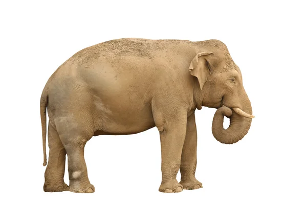 Слон изолирован на белом — стоковое фото