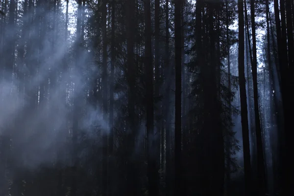 Carélia. Nevoeiro em uma madeira — Fotografia de Stock
