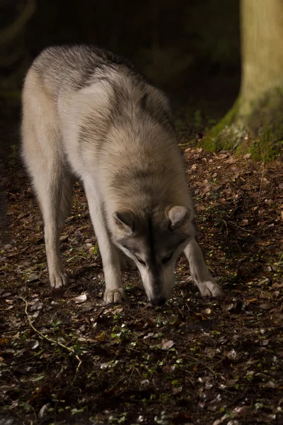 Loup gris dans la forêt — Photo