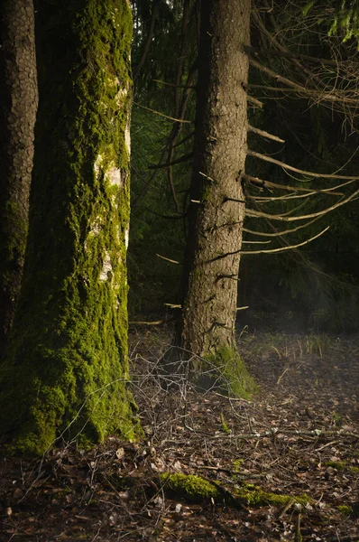 Niebla en un bosque — Foto de Stock