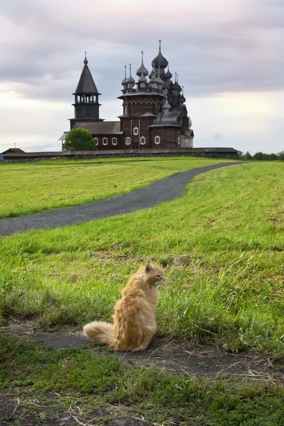 Cat on the background of the wooden churches — Stock Photo, Image