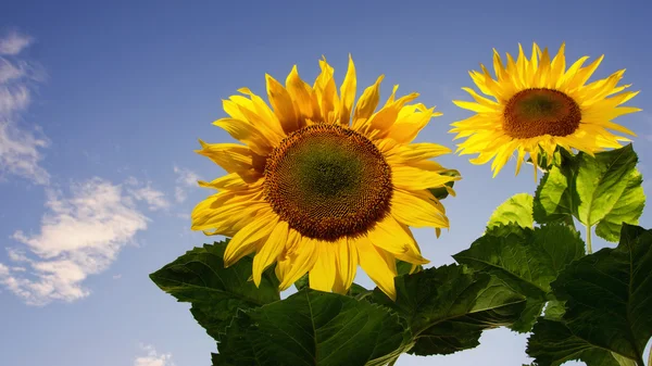 Blooming sunflowers — Stock Photo, Image