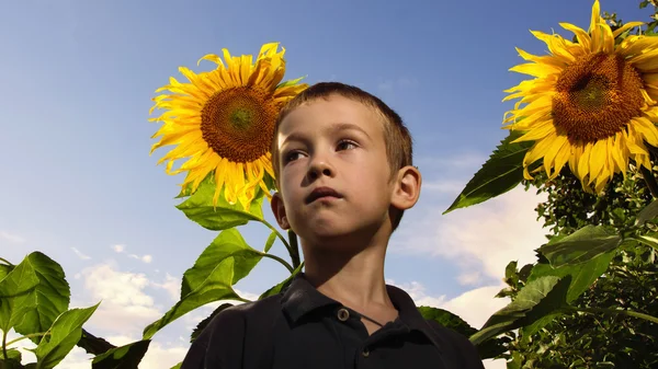 Niño y girasoles —  Fotos de Stock