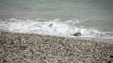 martı kayalık taş Plajı merak