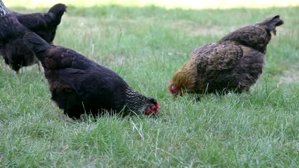 Группа кур ест зерно в зеленой траве — стоковое видео