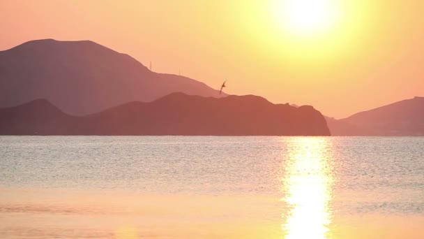 Flygende måke i havet ved soloppgang – stockvideo