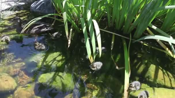 Familia de pato nadando en el estanque — Vídeos de Stock