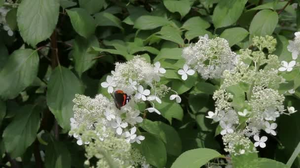 Motyl admirał picia nektaru w białe kwiaty — Wideo stockowe