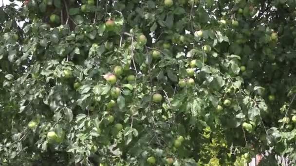 Manzanas en el árbol con viento — Vídeo de stock