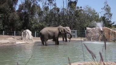 su hayvanat bahçesindeki filler