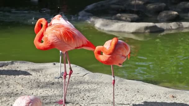 Roze flamingo schoonmaken veren in dierentuin — Stockvideo