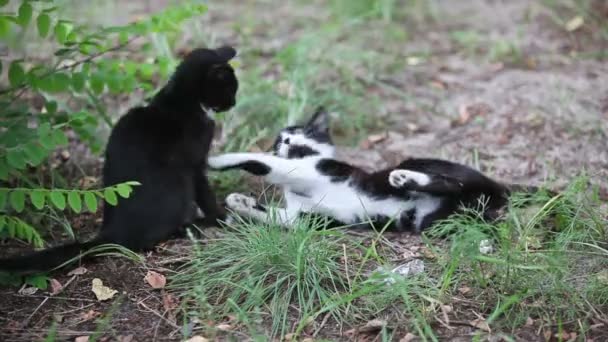 Deux chats noirs jouant en plein air 