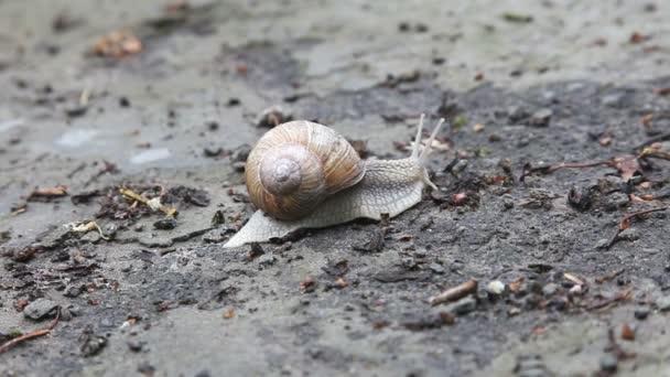 Snail crawling on the ground, time lapse — Stock Video
