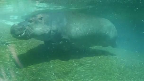 Hippo zwemmen onder water op zonnige dag — Stockvideo