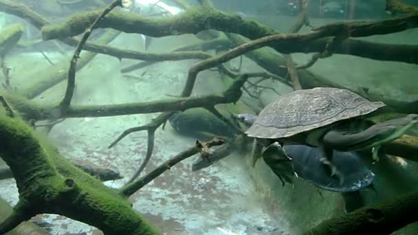 Зміїна черепаха плаває під водою — стокове відео