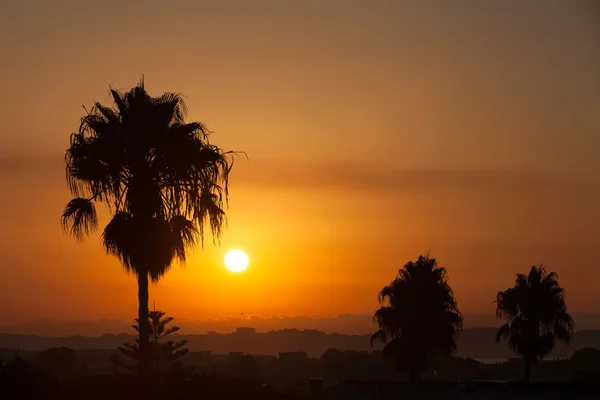 Palmen-Silhouetten bei Sonnenuntergang in Spanien — Stockfoto