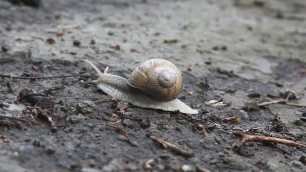 Slak kruipen op de grond, tijd vervallen — Stockvideo