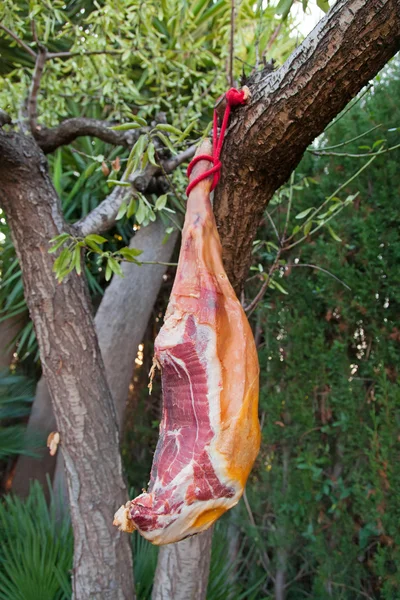 Hammon varkensvlees been op de boomtak — Stockfoto