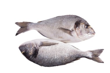 beyaz izole iki dorado balığı