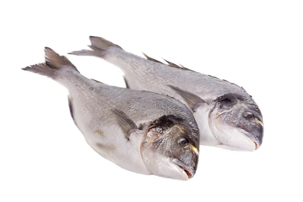 Dois peixes dorado isolados em branco — Fotografia de Stock