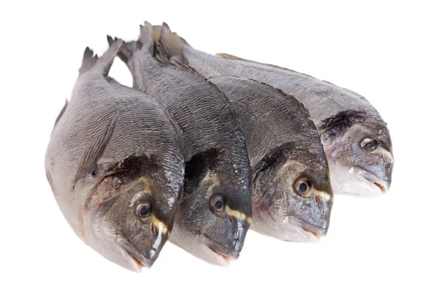 Four dorado fish isolated on white — Stock Photo, Image