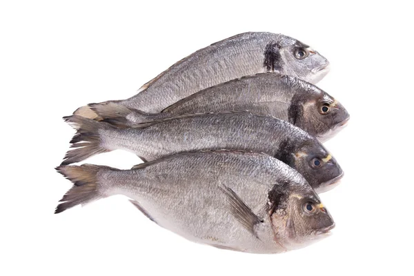 Четыре рыбки Дорадо, изолированные на белом — стоковое фото