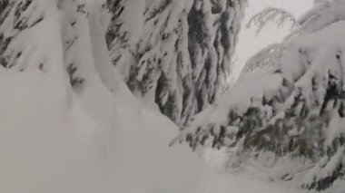 dağ orman snowboard