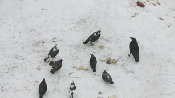 Duvor, kråka och sparvar utfodring med bröd på snön — Stockvideo