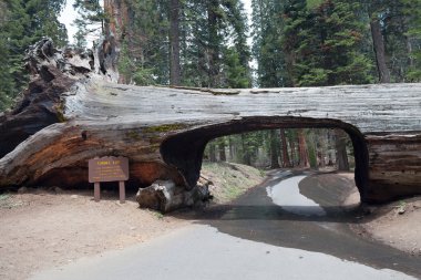 Tünel günlük sequoia Park