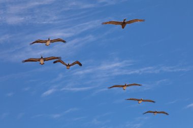 yedi pelikanlar uçan Güneş aydınlatma